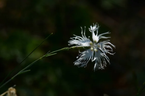 Nejlikor Magnifika Nejlika Magnifik Dianthus Superbus — Stockfoto