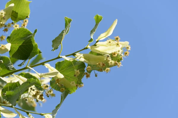 リンデン ティリア オオムギ科の木の属です — ストック写真