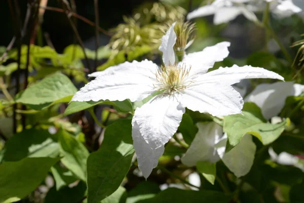 Clematis Hyde Hall Clematis Hyde Hall — Photo