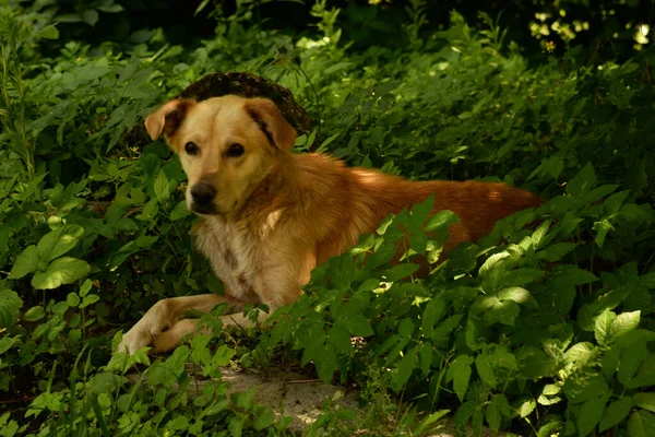 Σκύλος Οικόσιτος Σκύλος Canis Lupus Familiaris Canis Familiaris — Φωτογραφία Αρχείου