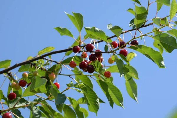 Cerise Commune Prunus Cerasus Cerises Mûres Sur Une Branche — Photo