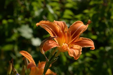 Gündelik kırmızımsı (Hemerocallis fulva L.)
