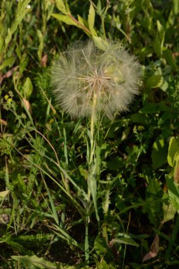 Karahindiba şifalıdır, karahindiba yaygındır.