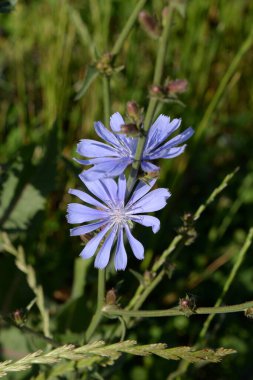 Centaurea, Saster familyasından bir bitki cinsidir.