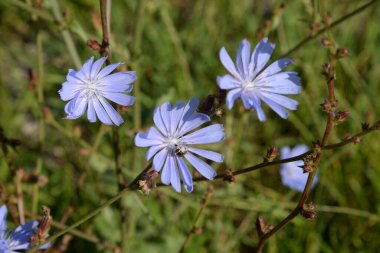 Centaurea, Saster familyasından bir bitki cinsidir.
