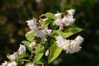 Isırgan otu sokması ya da Deutzia Scabra.