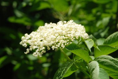 Mürver (Sambucus nigra), boznyak, buz, sambuk, ağaçsız