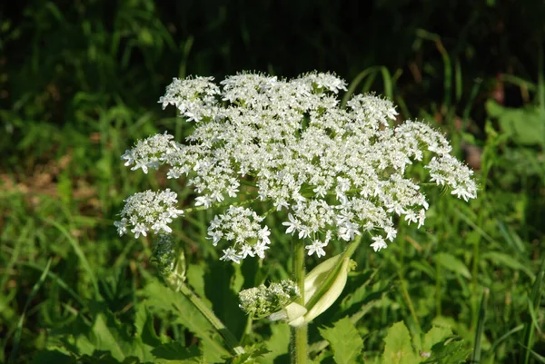 Borschivnik Sosnowski Heracleum Sosnowskyi Manden — Photo