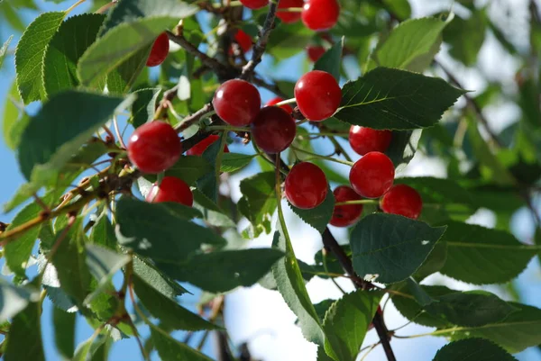 普通樱桃 Prunus Cerasus 枝条上的成熟樱桃 — 图库照片