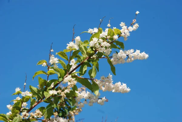 Urtiga Áspera Deutzia Scabra — Fotografia de Stock