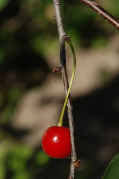 普通樱桃 Prunus Cerasus 枝条上的成熟樱桃 — 图库照片