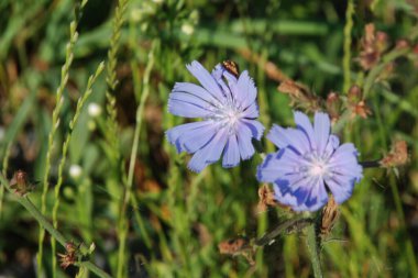 Centaurea, Saster familyasından bir bitki cinsidir.