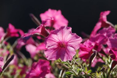 Pelargonium, veya rulo (Pelargonium L 'Hr.)