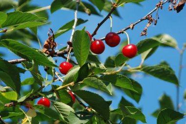 Genel kiraz (Prunus cerasus L.). Bir dalda olgun kiraz.