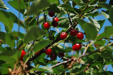 Genel kiraz (Prunus cerasus L.). Bir dalda olgun kiraz.