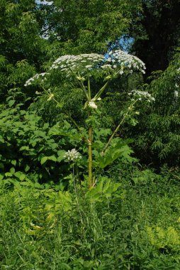 Borschivnik Sosnowski (Heracleum sosnowskyi Manden.)