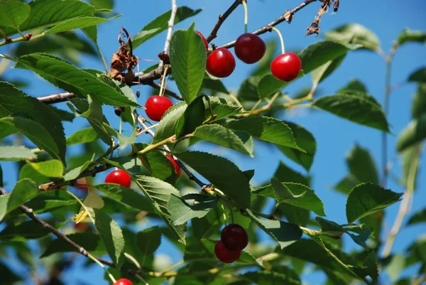 普通樱桃 Prunus Cerasus 枝条上的成熟樱桃 — 图库照片