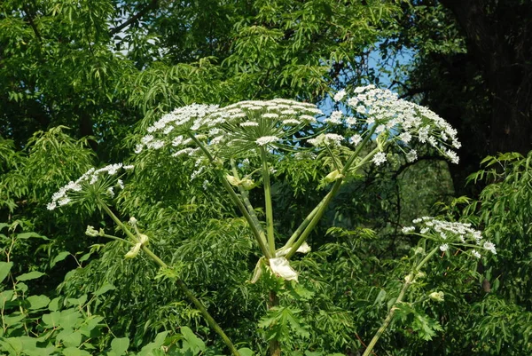 Borschivnik Sosnowski Heracleum Manden — Fotografia de Stock