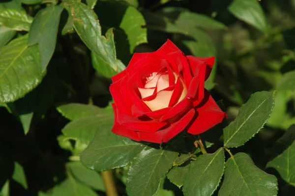 Rose Rosa Género Plantas Con Flores Perteneciente Familia Rose — Foto de Stock