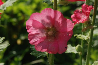  Malva, veya mallow (lat. Mlva)