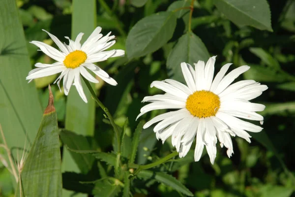 Camomila Género Botânico Pertencente Família Asteraceae — Fotografia de Stock