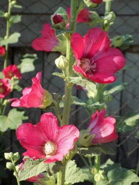 Malva, veya mallow (lat. Mlva)            