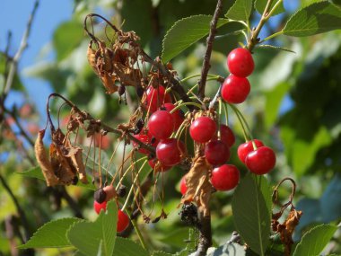 Genel kiraz (Prunus cerasus L.). Bir dalda olgun kiraz.          
