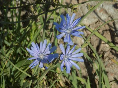 Centaurea, Saster familyasından bir bitki cinsidir.