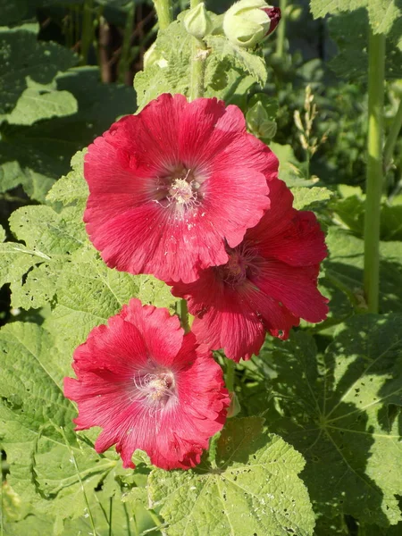 Malva Mallow Лат Mlva — стоковое фото