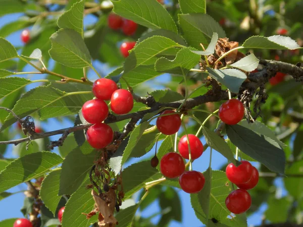 Cerise Commune Prunus Cerasus Cerises Mûres Sur Une Branche — Photo