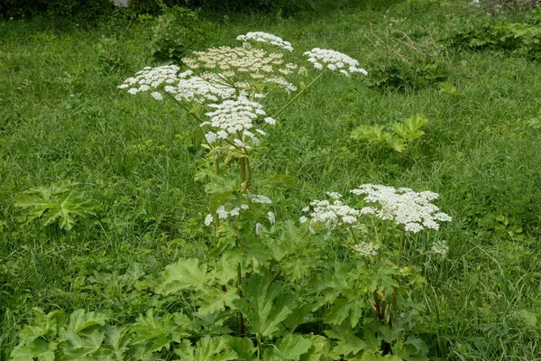 Borschivnik Sosnowski Heracleum Sosnowskyi Manden — Photo