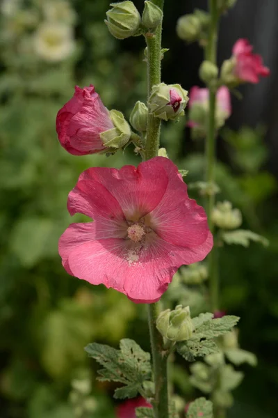 Malva Mallow Lat Mlva — Stock Photo, Image