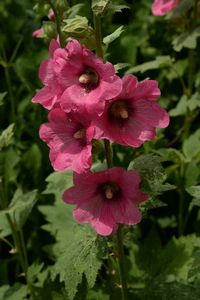 Malva Nebo Mallow Lat Mlva — Stock fotografie