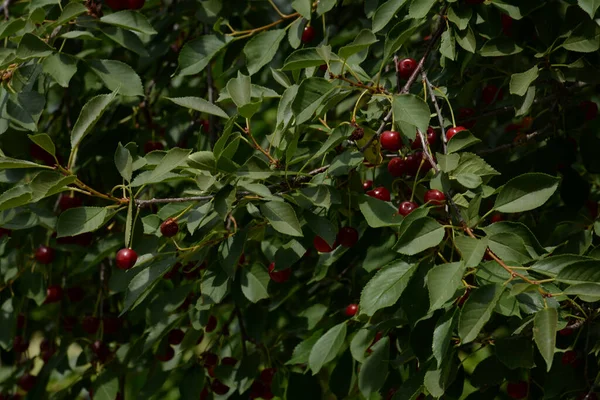 Cereja Comum Prunus Cerasus Cerejas Maduras Num Ramo — Fotografia de Stock