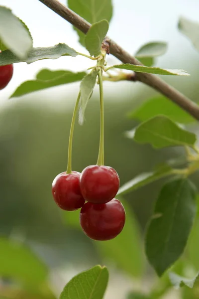 Gemeine Kirsche Prunus Cerasus Reife Kirschen Einem Zweig — Stockfoto