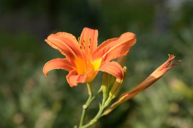 Gündelik kırmızımsı (Hemerocallis fulva L.)
