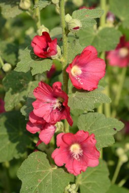 Malva, veya mallow (lat. Mlva) 