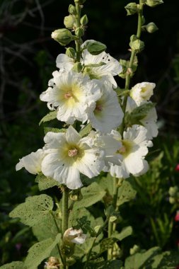 Malva, veya mallow (lat. Mlva) 