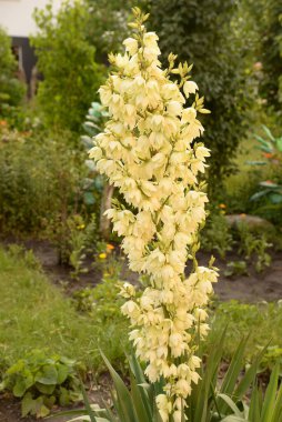 Yucca (Yucca), Agave familyasından bir bitki cinsidir.