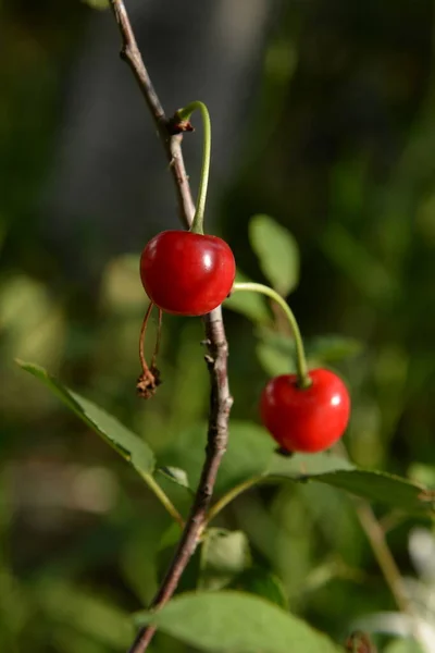 Gemeine Kirsche Prunus Cerasus Reife Kirschen Einem Zweig — Stockfoto