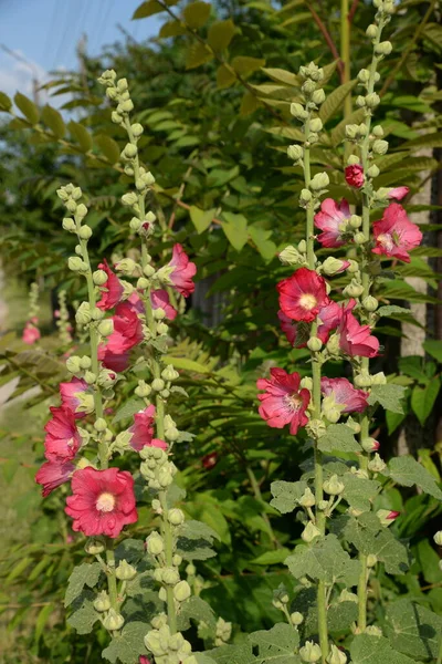 Malva Veya Mallow Lat Mlva — Stok fotoğraf