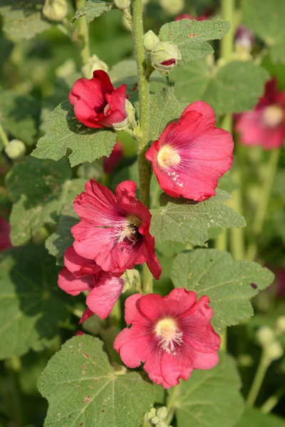 Malva Veya Mallow Lat Mlva — Stok fotoğraf