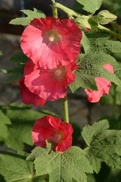 Malva Veya Mallow Lat Mlva — Stok fotoğraf