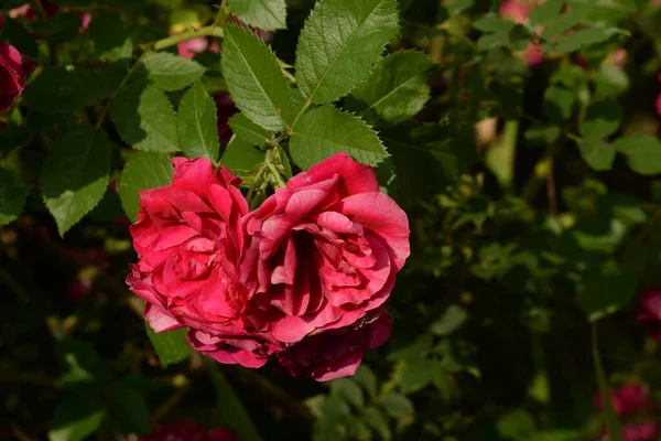 Lezoucí Růže Růžová Perla — Stock fotografie