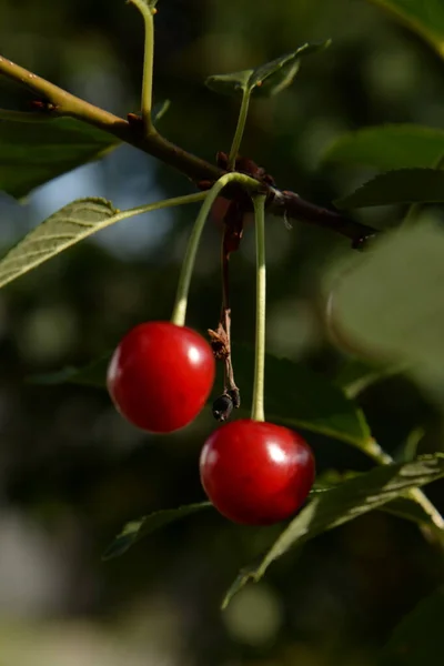 Genel Kiraz Prunus Cerasus Bir Dalda Olgun Kiraz Stok Fotoğraf