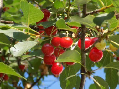 Genel kiraz (Prunus cerasus L.). Bir dalda olgun kiraz.