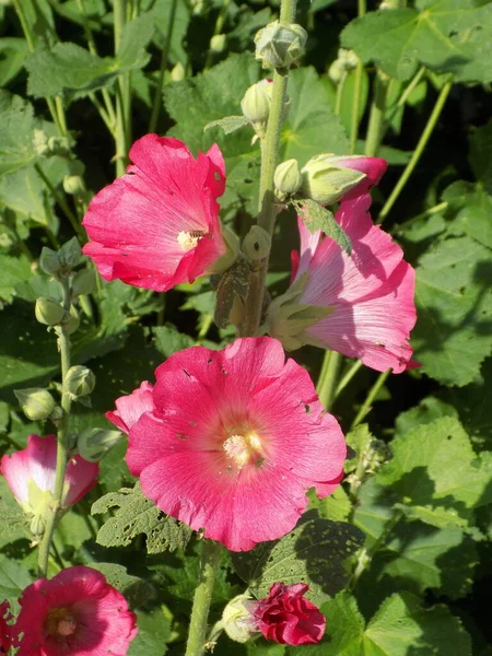 Malva Malva Lat Mlva — Fotografia de Stock