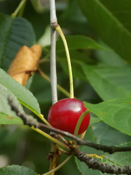 Звичайна Вишня Prunus Cerasus Вишня Гілці — стокове фото