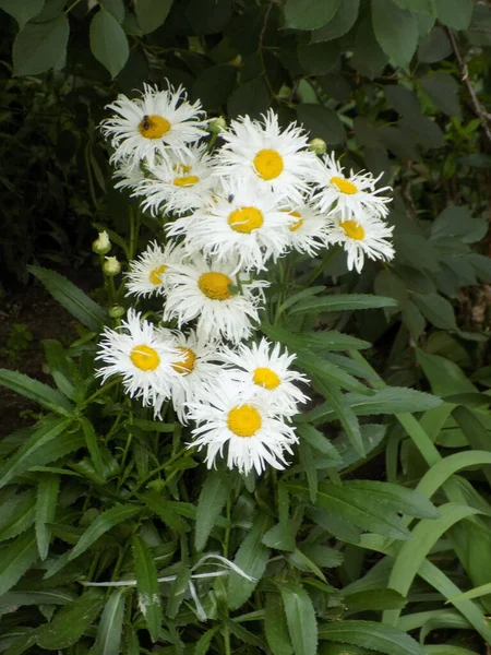 Chamomile Chamomile Genus Annual Highly Branched Plants — Photo