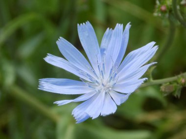 Centaurea, Saster familyasından bir bitki cinsidir.